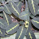 Image of Xantheranthemum