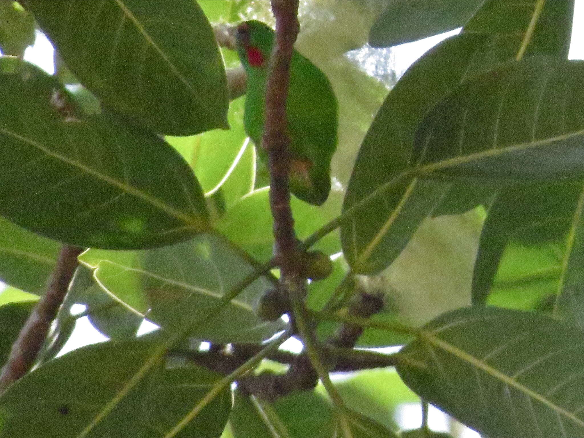 Image of Flores Hanging-parrot