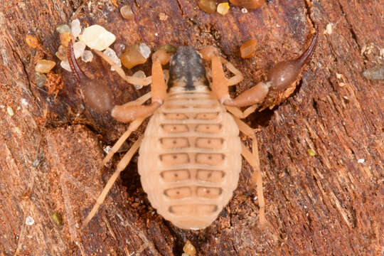 Image of Anchigarypus californicus (Banks 1909)