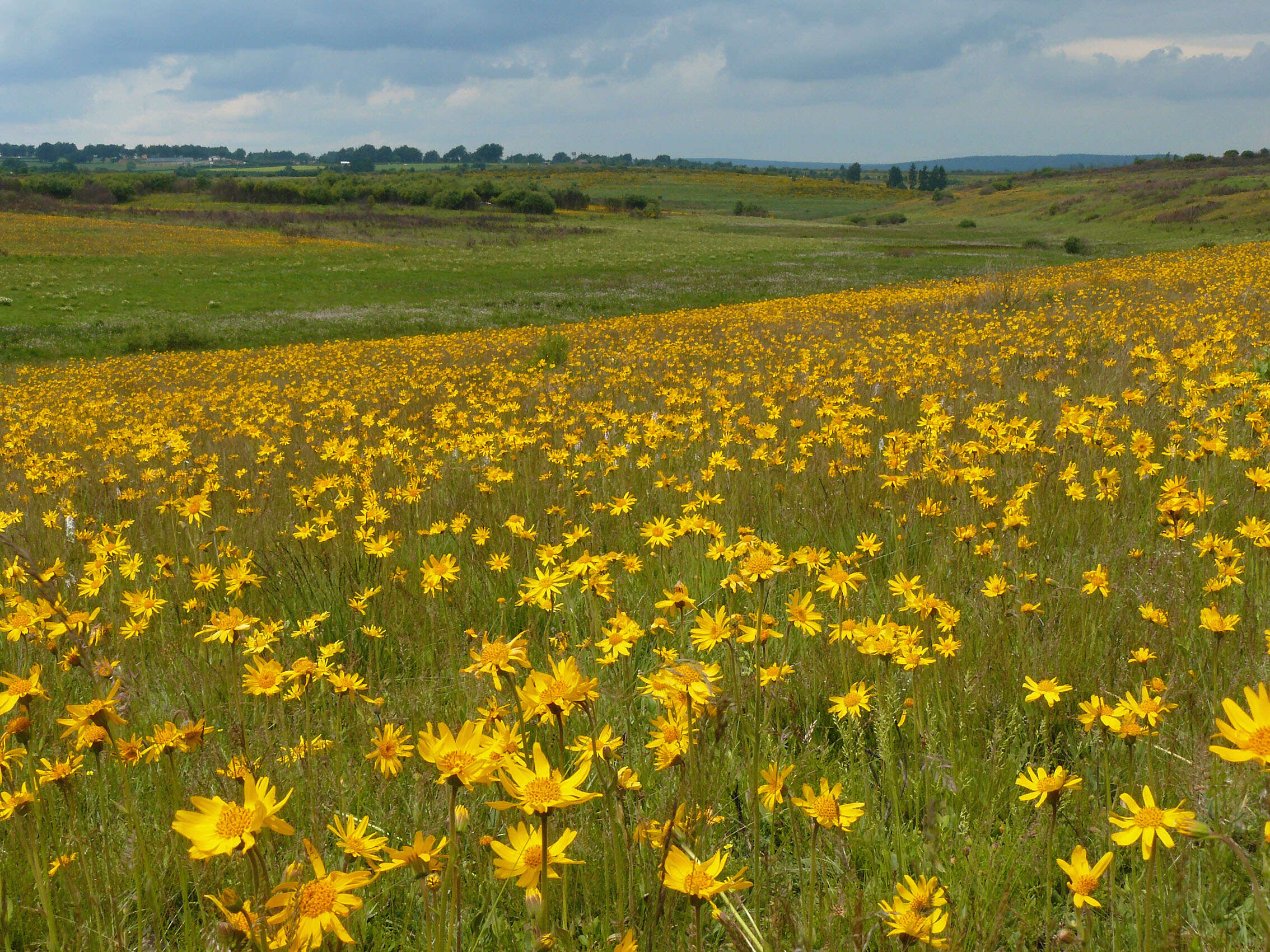 Image of mountain arnica