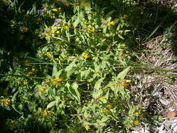 Слика од Melampyrum nemorosum L.