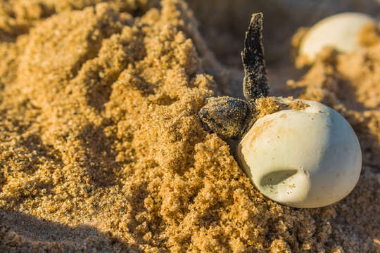 Image of Eretmochelys