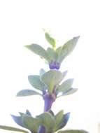 Image of alpine mirrorplant