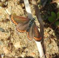 Image of brown argus