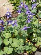 Image of fan columbine