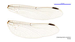 Image of Antipodogomphus neophytus Fraser 1958