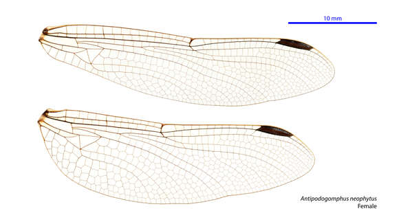 Image of Antipodogomphus neophytus Fraser 1958