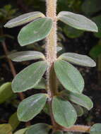 Image of Peperomia verticillata (L)