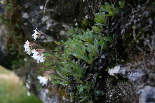 Image de Myosotis eximia Petrie