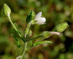 Image of Hibiscus lobatus (Murray) Kuntze