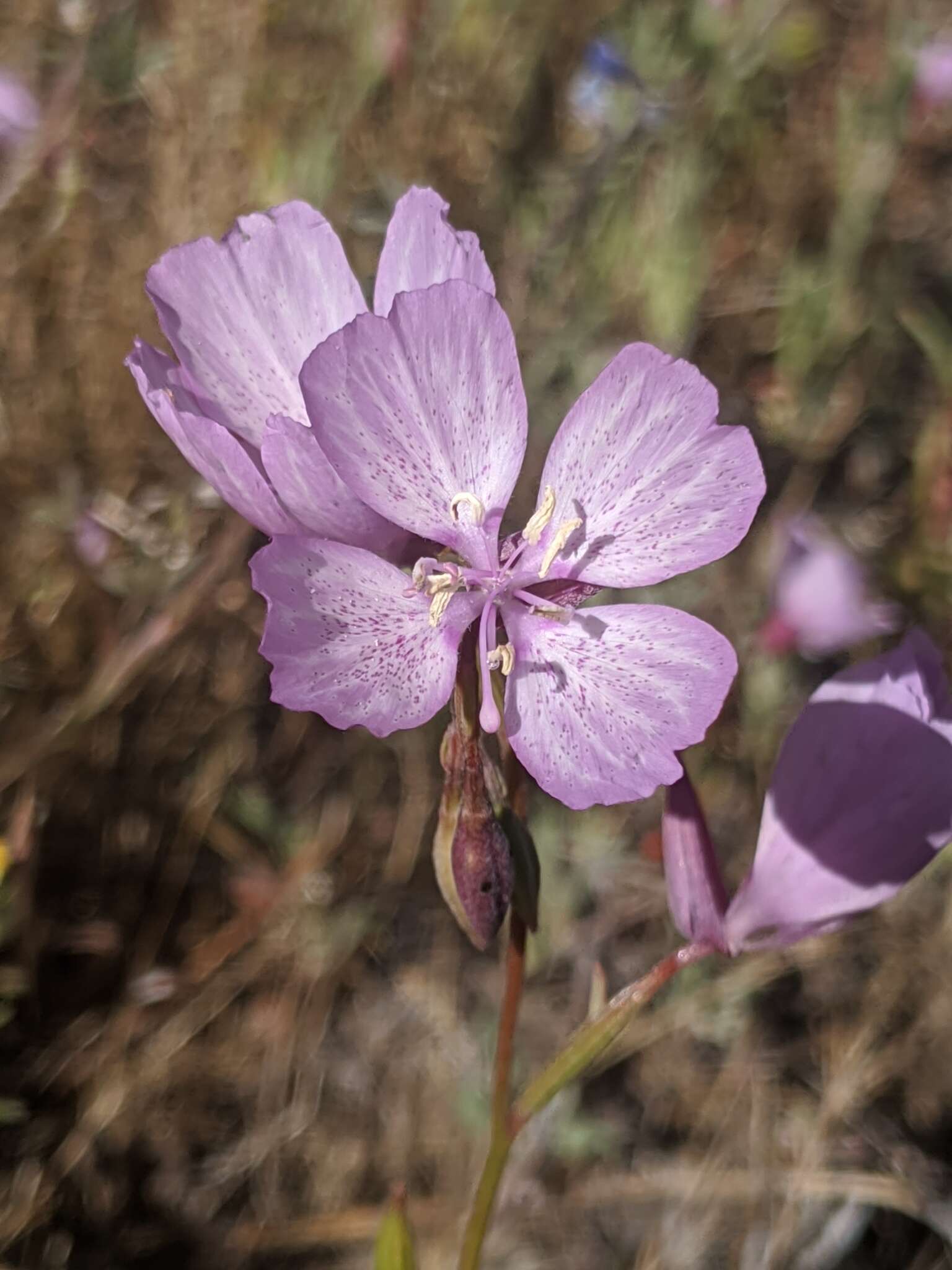 Image of Dudley's clarkia