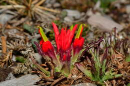 Image of Castilleja bella Standley