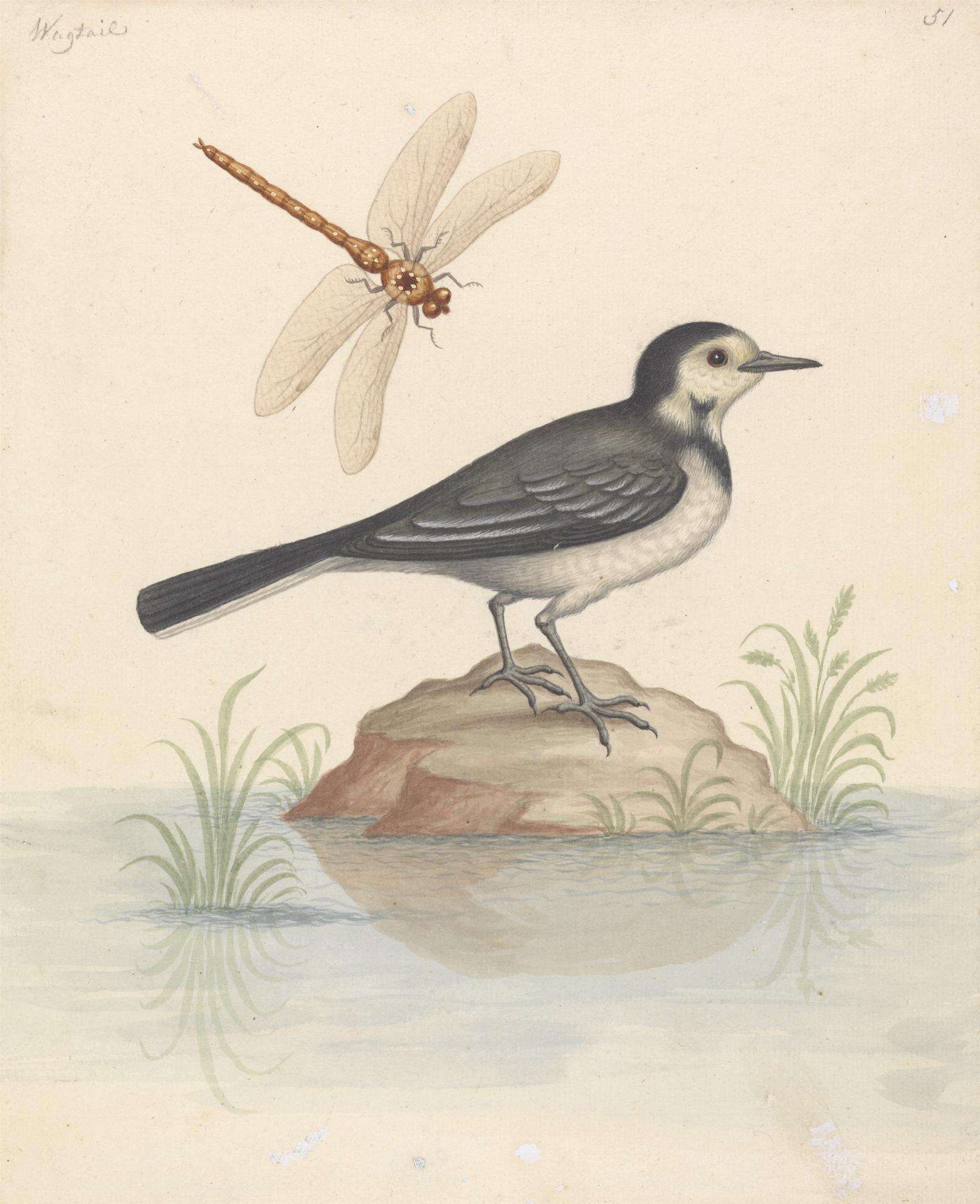 Image of Motacilla Linnaeus 1758