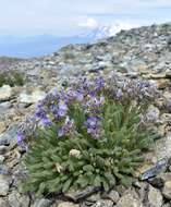 Image of phlox family