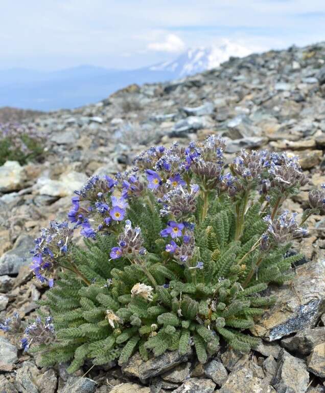 Image of phlox family