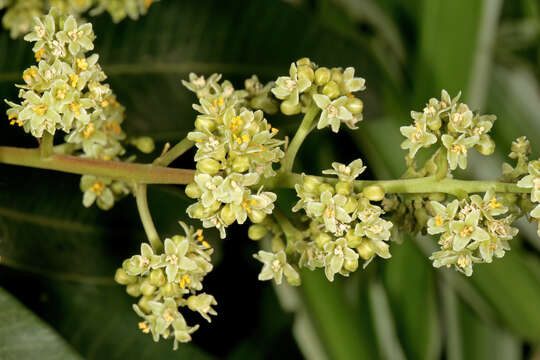 Image of Protorhus longifolia (Bernh.) Engl.