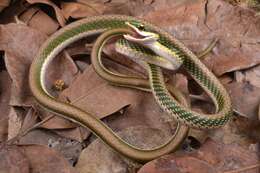 Image of Mexican Parrot Snake