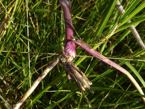 Image of parsley water-dropwort