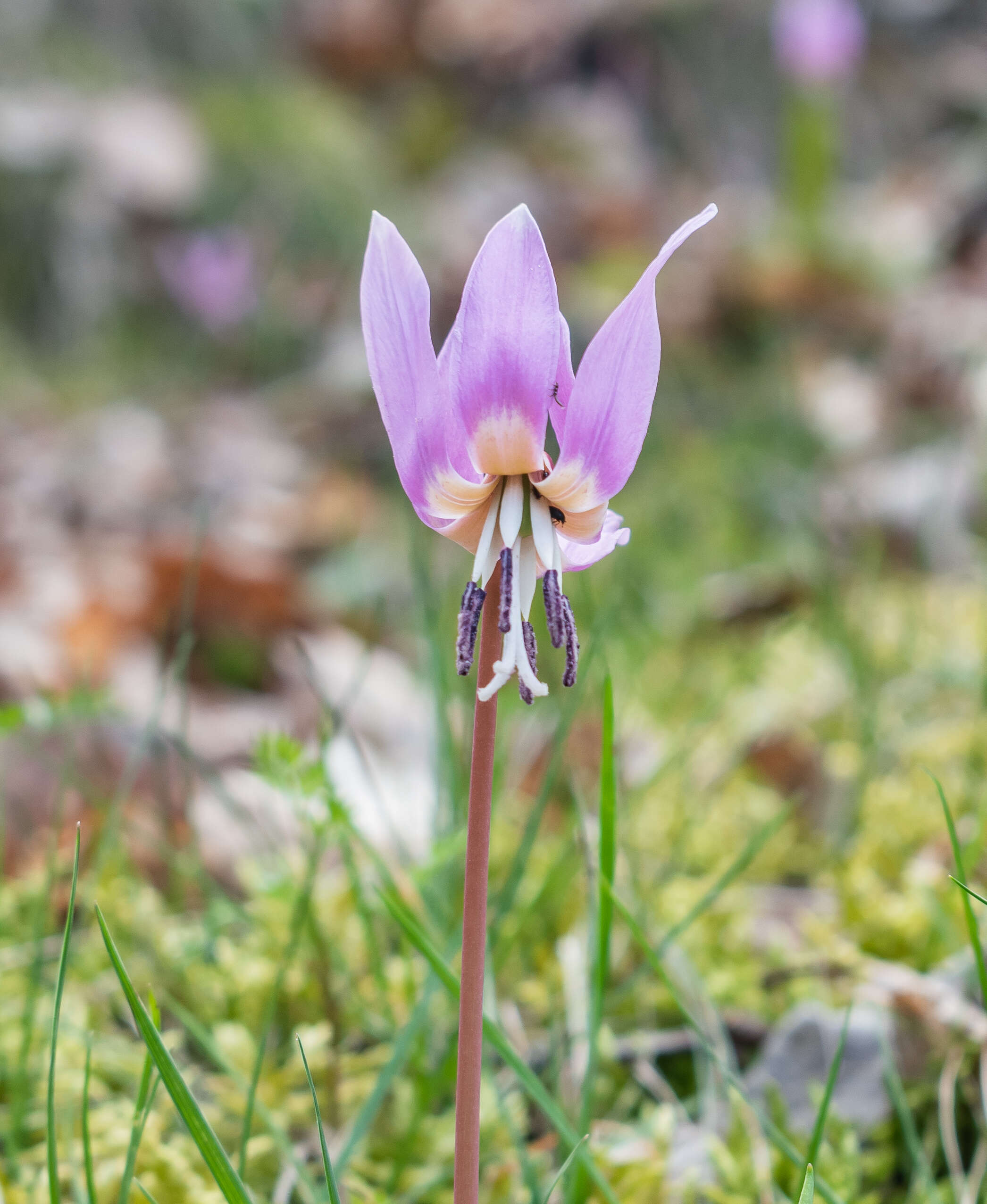 Image of Dog tooth lily