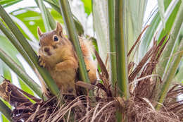 صورة Sciurus subgen. Tenes Thomas 1909