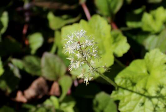 Image of heartleaf foamflower