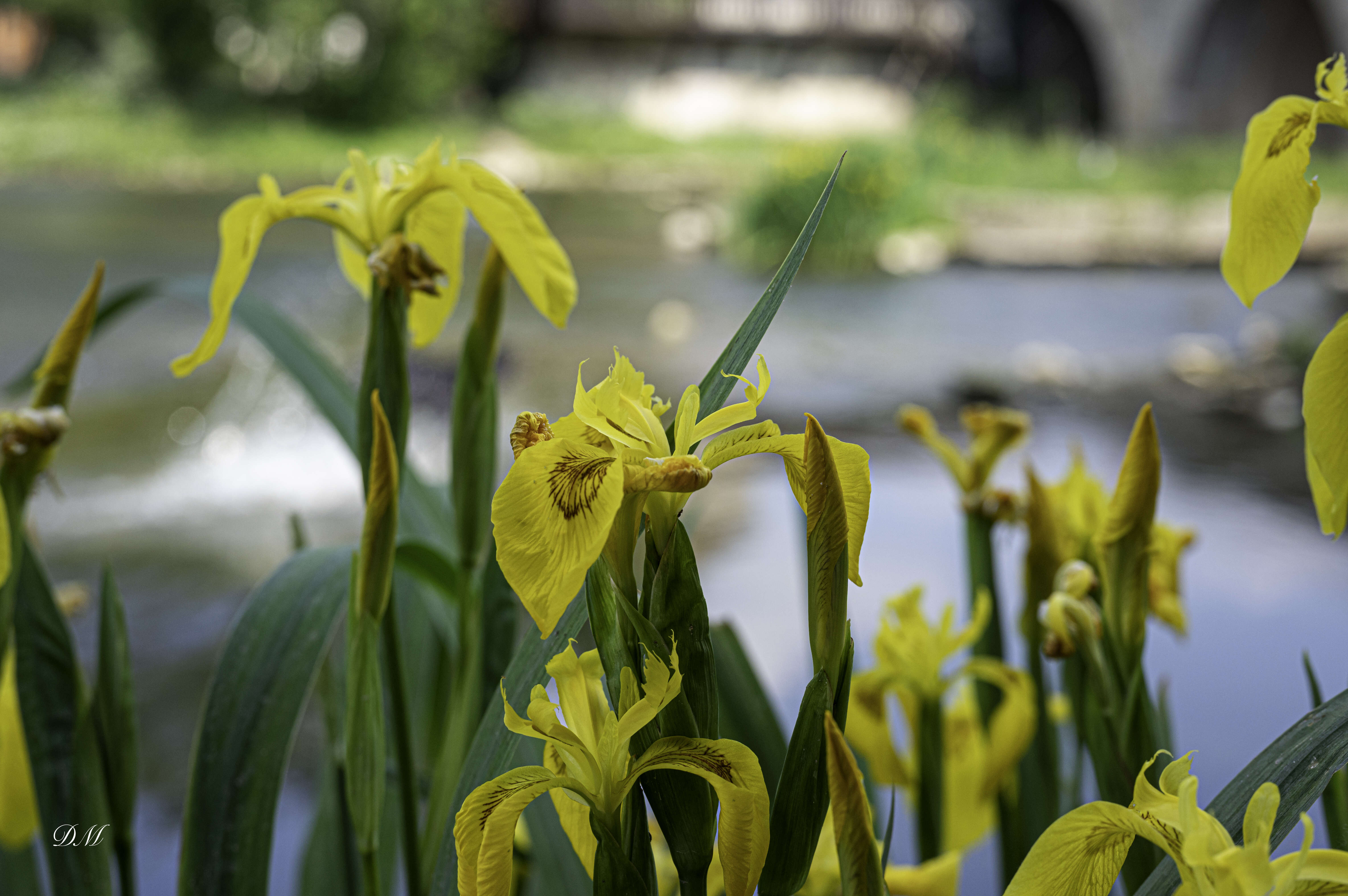 Image of yellow flag, yellow iris