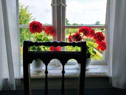 Imagem de Pelargonium