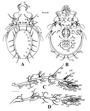 Image of Epidamaeus Bulanova-Zachvatkina 1957