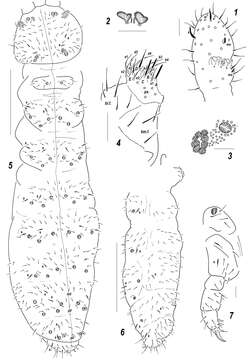 Image of Sensillonychiurus Pomorski & Sveenkova 2006