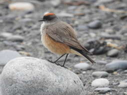 Muscisaxicola capistratus (Burmeister 1860) resmi