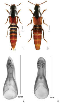 Image of Quedius