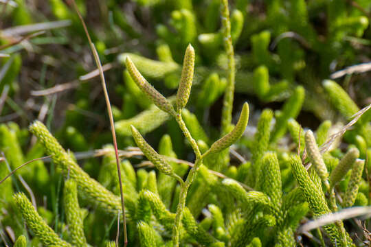 Image of Stag's-horn Clubmoss