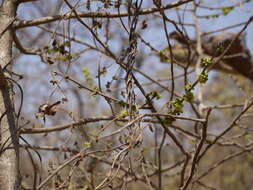 Image of Casearia tomentosa Roxb.