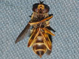 Image of <i>Hadromyia pulcher</i>