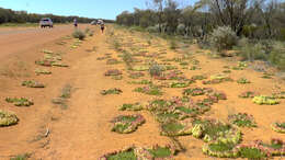 Image of Wreath Flower