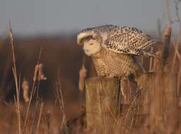 Image of Snowy Owl