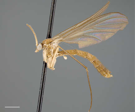 Image of Acomoptera