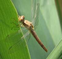 Image of Southern Skimmer