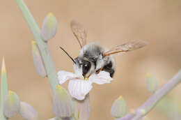 Image of Megachile nigrita Radoszkowski 1876