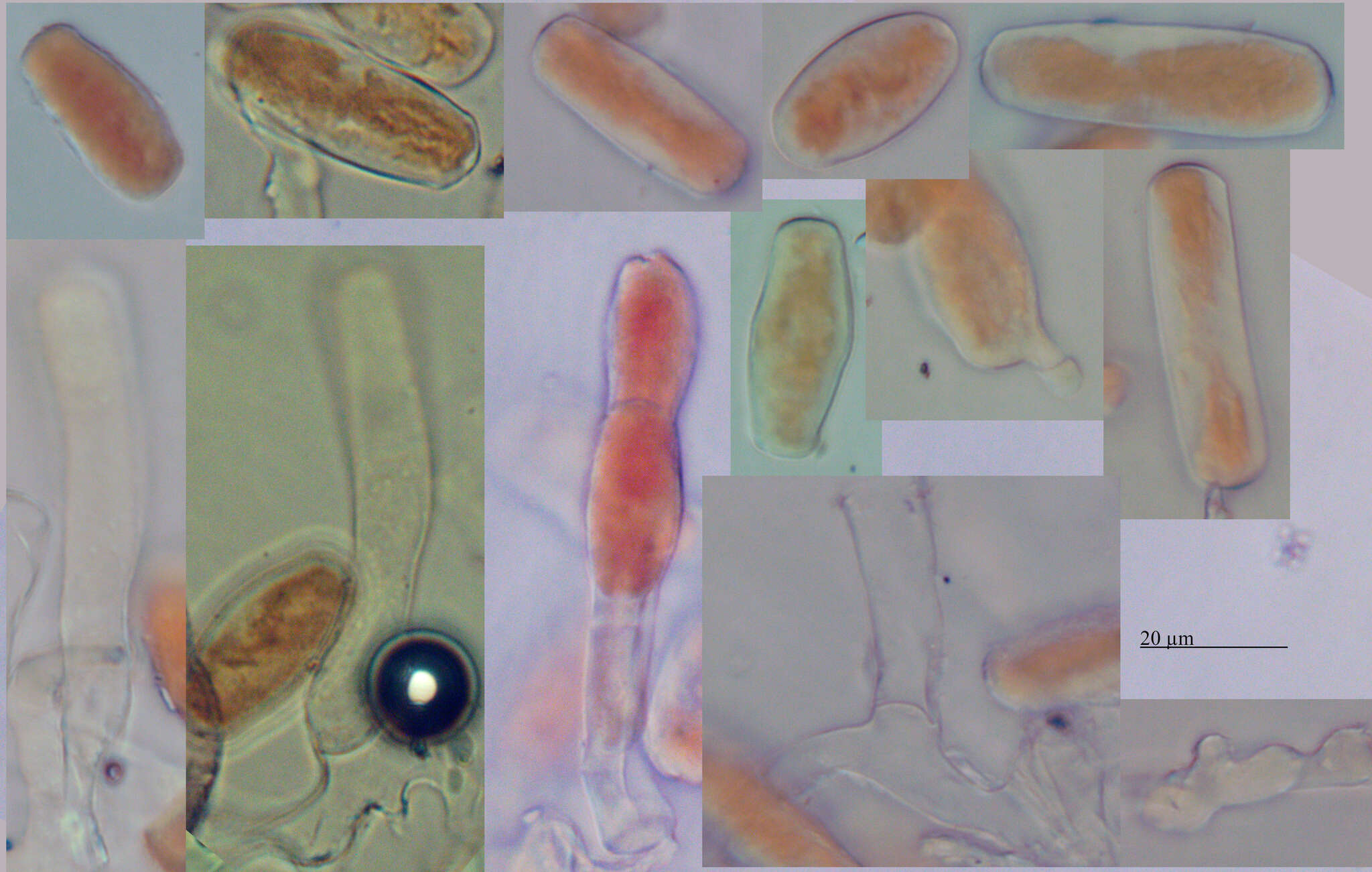 Image of Golovinomyces orontii (Castagne) V. P. Heluta 1988