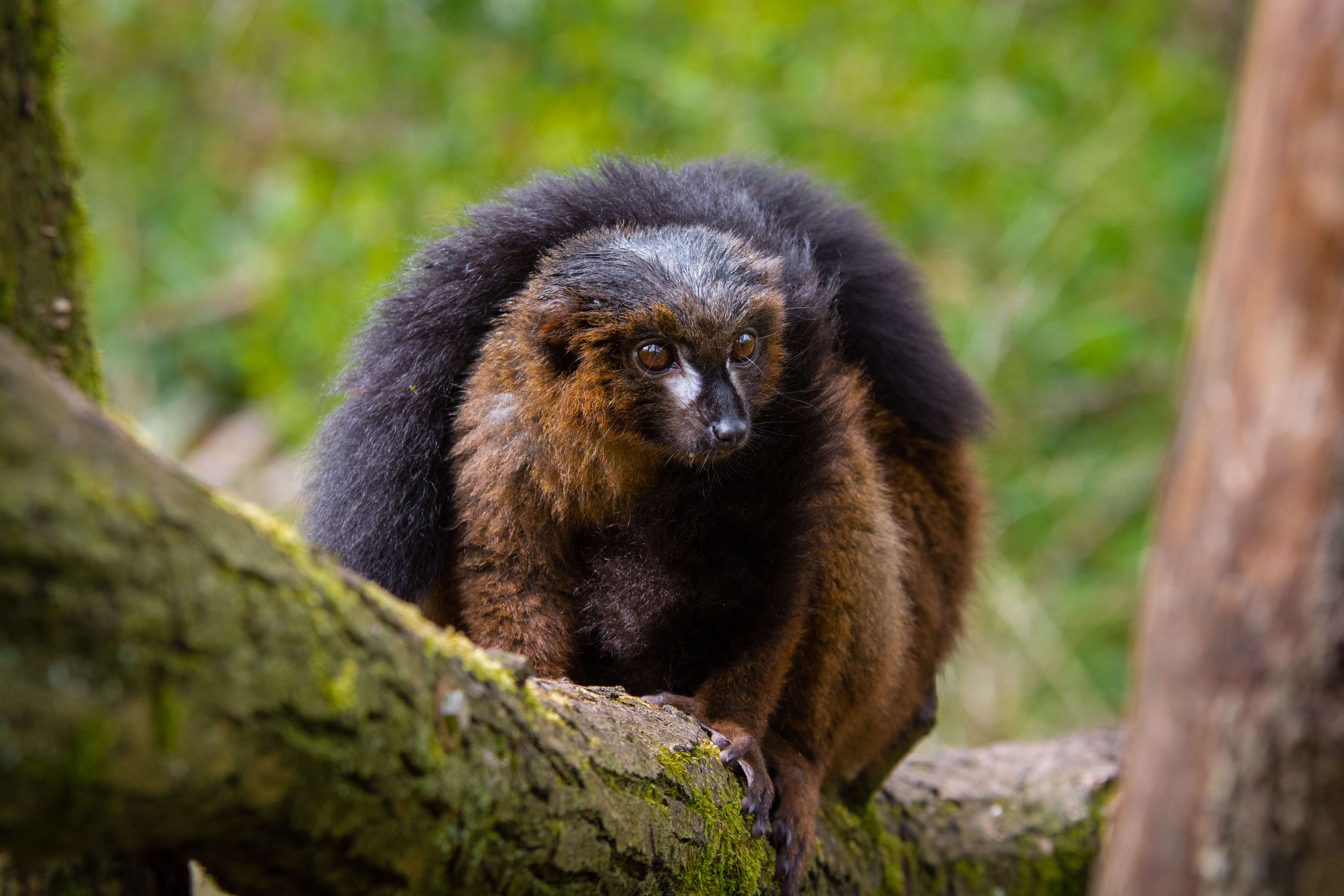 Image of Red-bellied Lemur