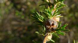 Image of Leptospermum arachnoides Gaertner