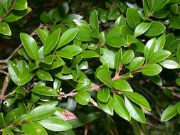 Image of Syzygium buxifolium Hook. & Arn.