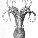 Image of Octopus superciliosus Quoy & Gaimard 1832
