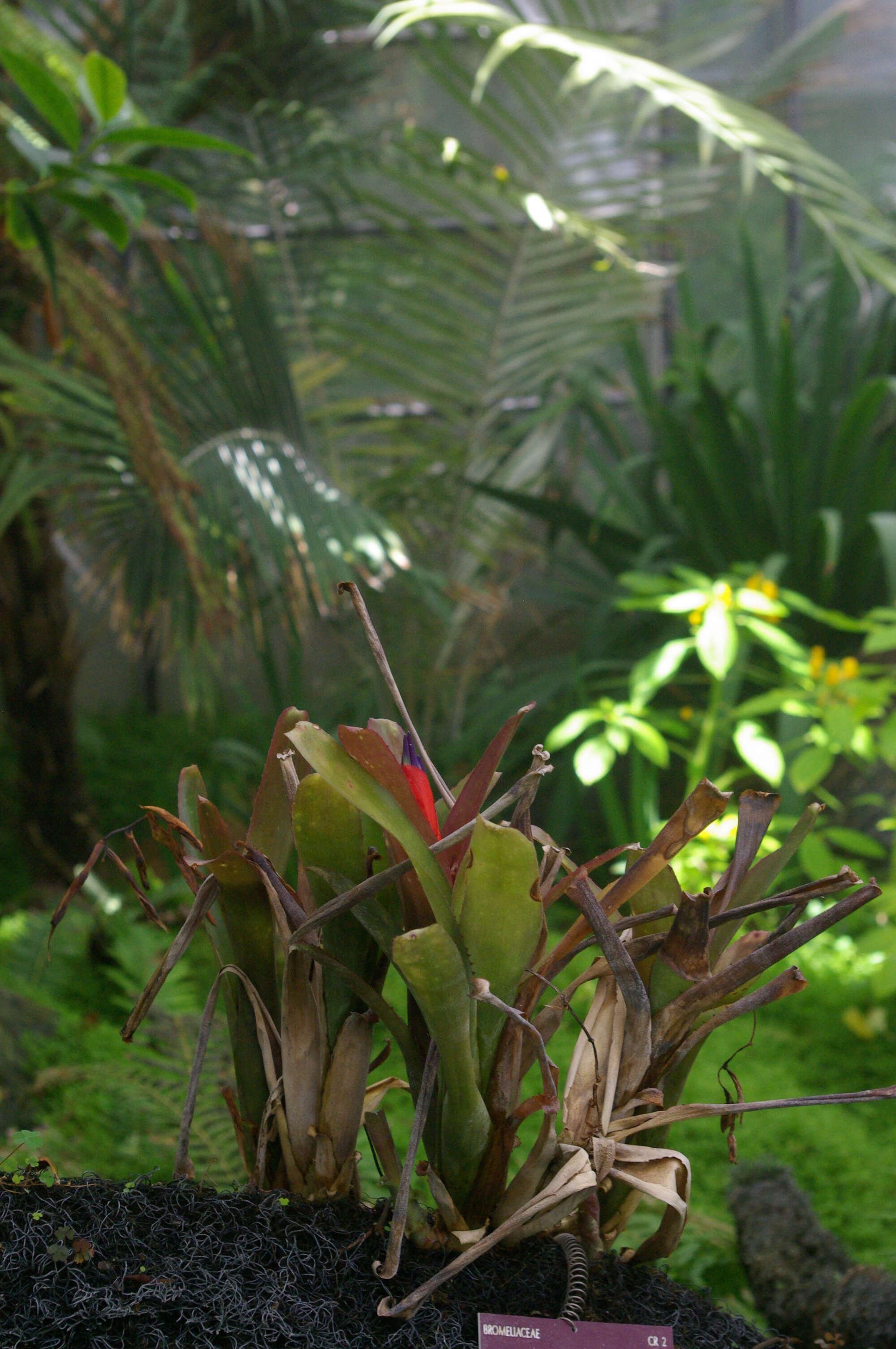 Image of Billbergia chlorantha L. B. Sm.