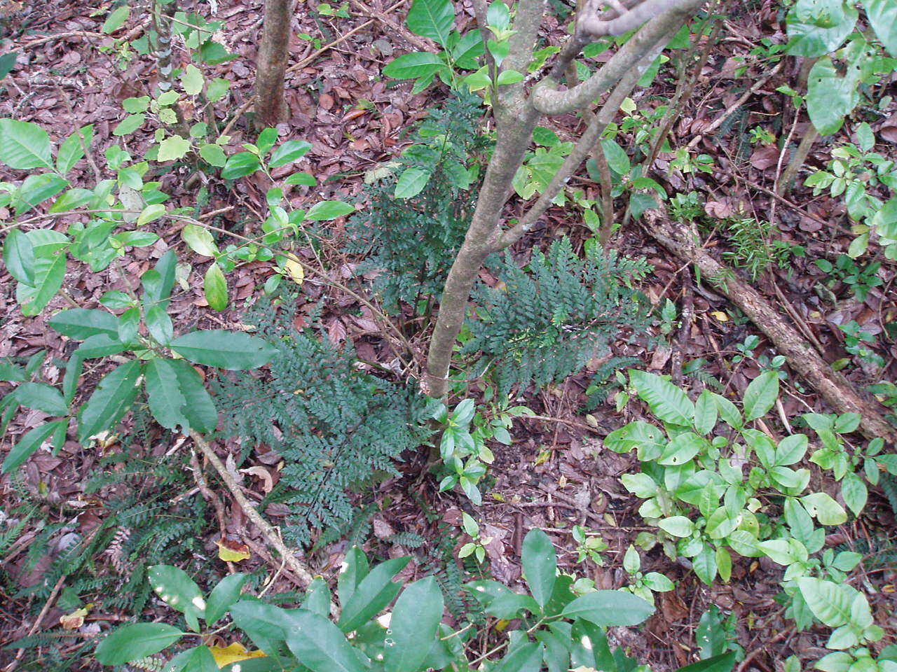 Imagem de Asplenium gracillimum