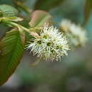 Plancia ëd Prunus himalayana J. Wen