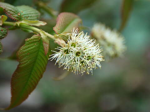 Imagem de Prunus himalayana J. Wen