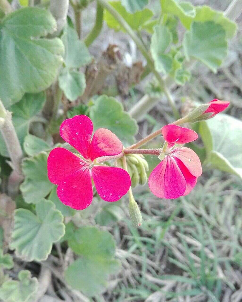 Imagem de Pelargonium