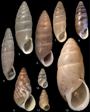 Image of Pupilloidea